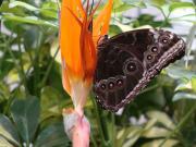 MACRO Farfalle 016